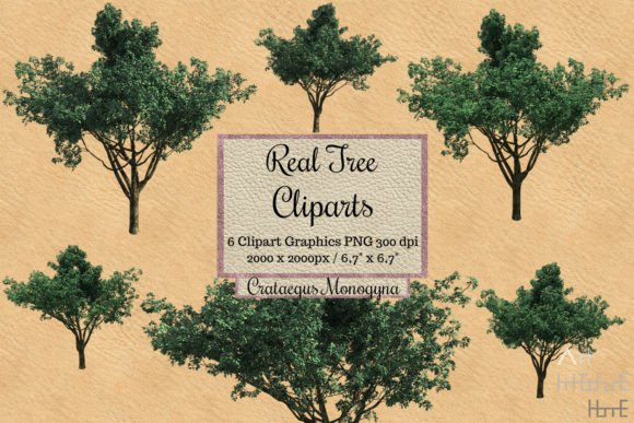 Download Real Tree Clipart Crataegus Monogyna - Clipart Collection