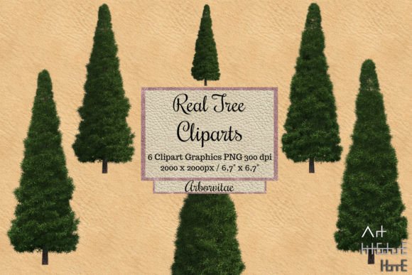 Download Real Tree Cliparts - Arborvitae - Clipart Collection