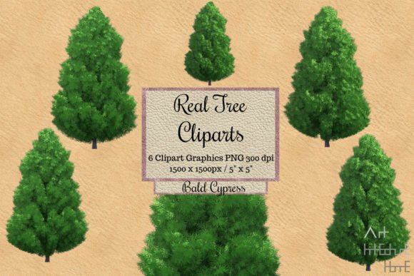 Download Real Tree Cliparts - Bald Cypress - Clipart Collection